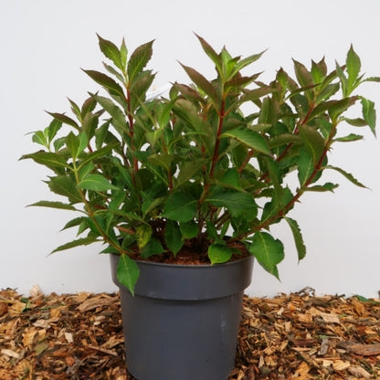 Weigela florida Pink Poppet