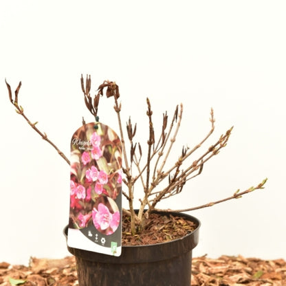 Weigela 'Minuet'