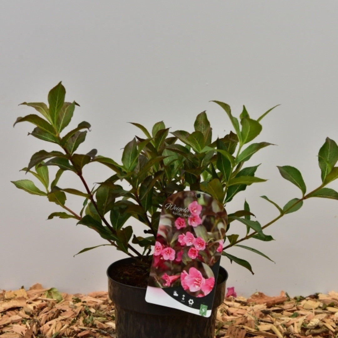 Weigela 'Minuet'