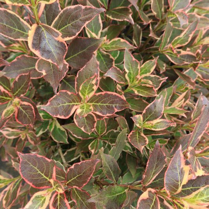 Weigela 'All Summer Monet'