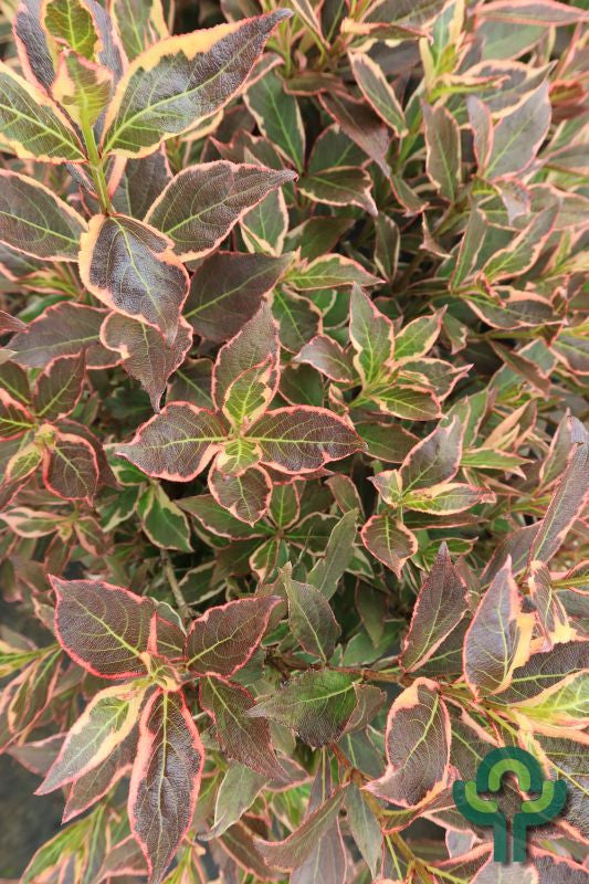 Weigela 'All Summer Monet'