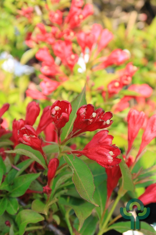 Weigela 'All Summer Red'