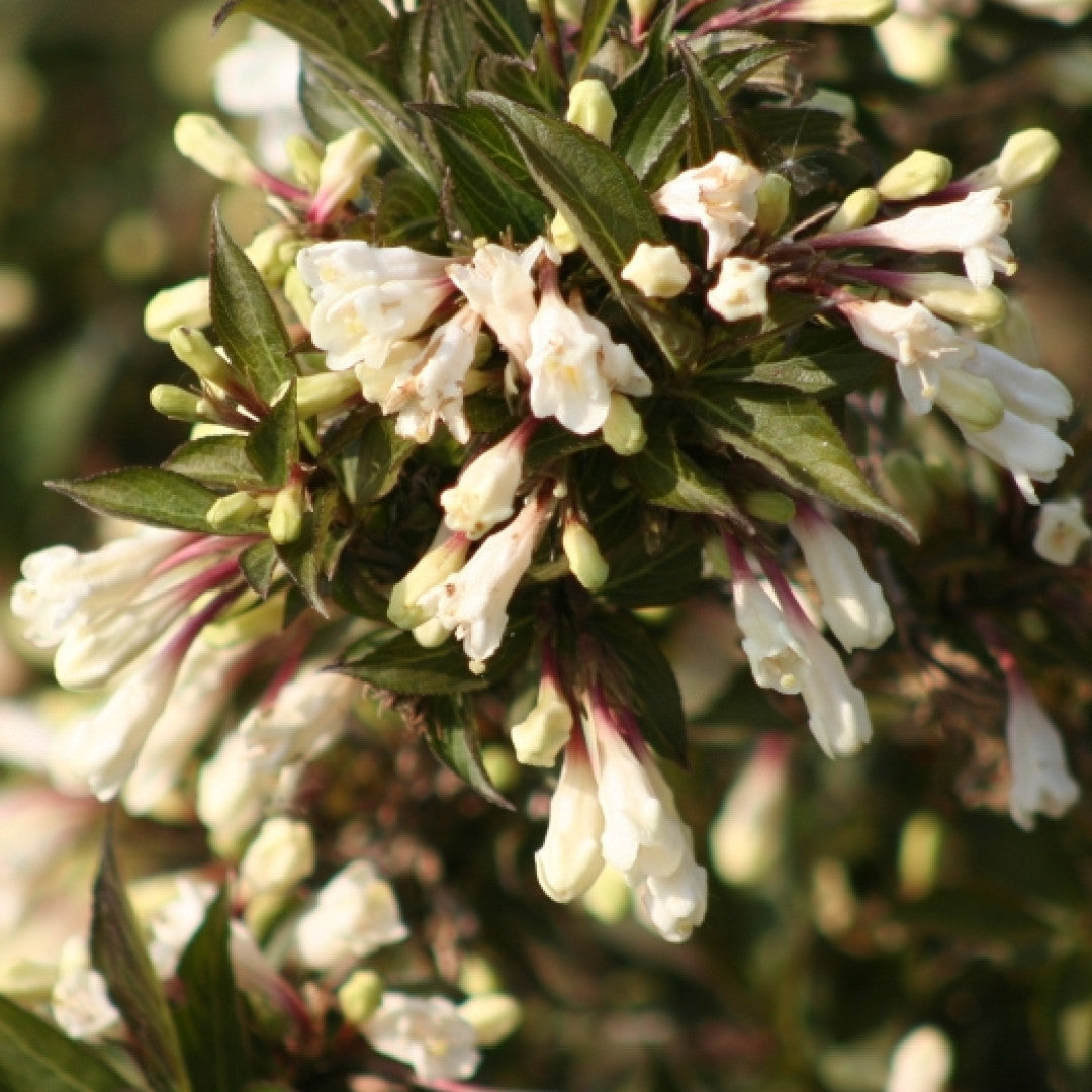 Weigela Black and White