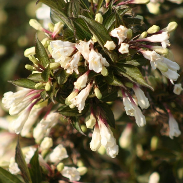 Weigela Black and White
