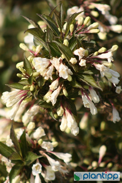 Weigela Black and White
