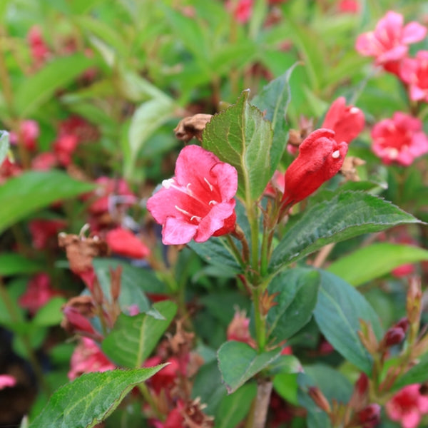 Weigela 'Bristol Ruby'