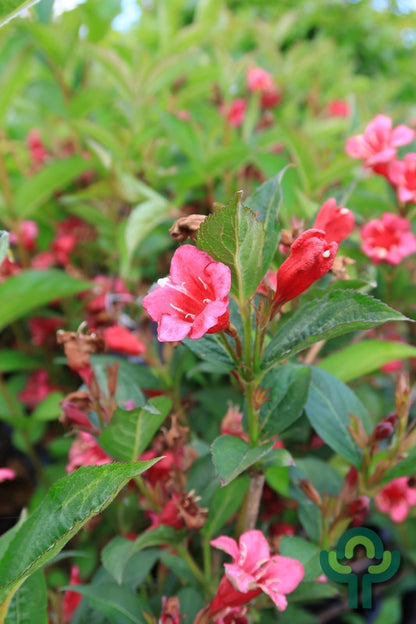 Weigela 'Bristol Ruby'