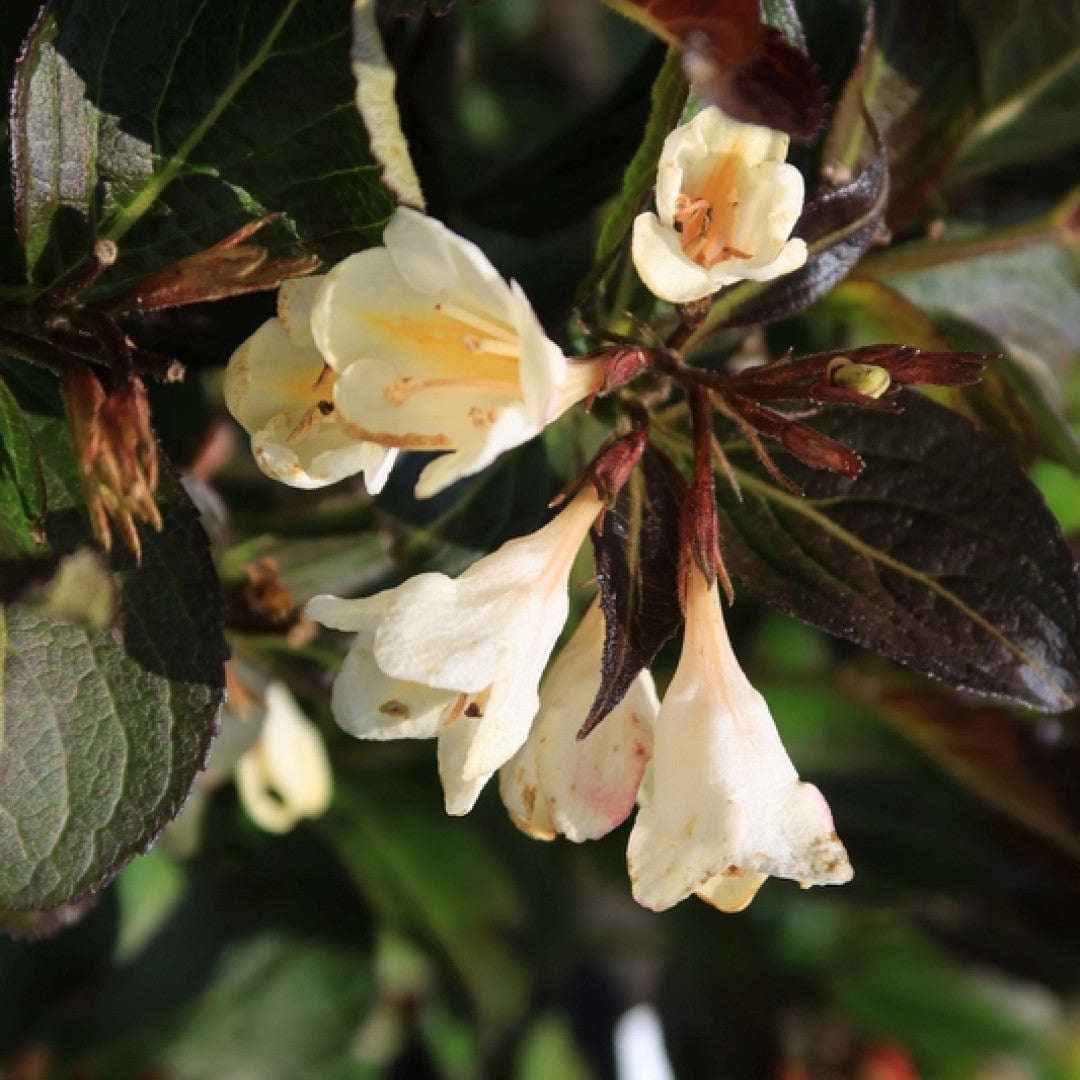 Weigela Ebony and Ivory