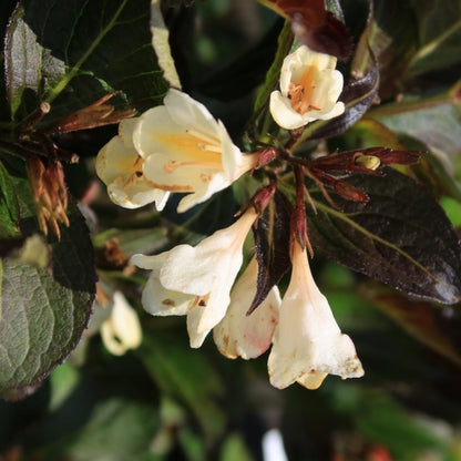 Weigela Ebony and Ivory