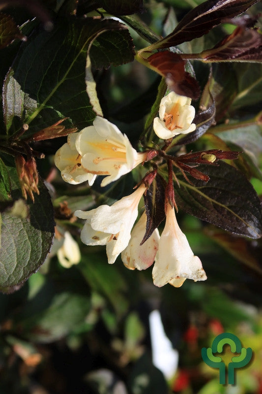 Weigela Ebony and Ivory