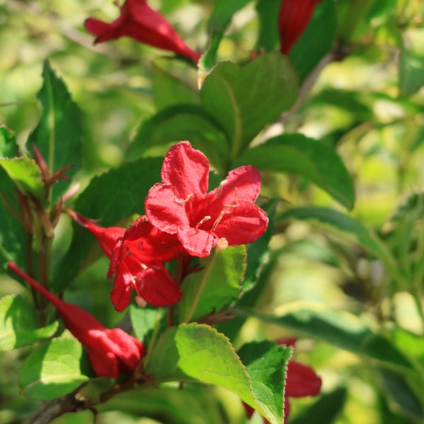 Weigela 'Red Prince'