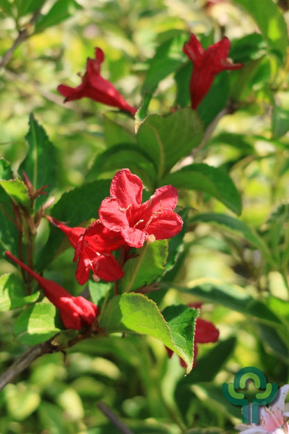 Weigela 'Red Prince'