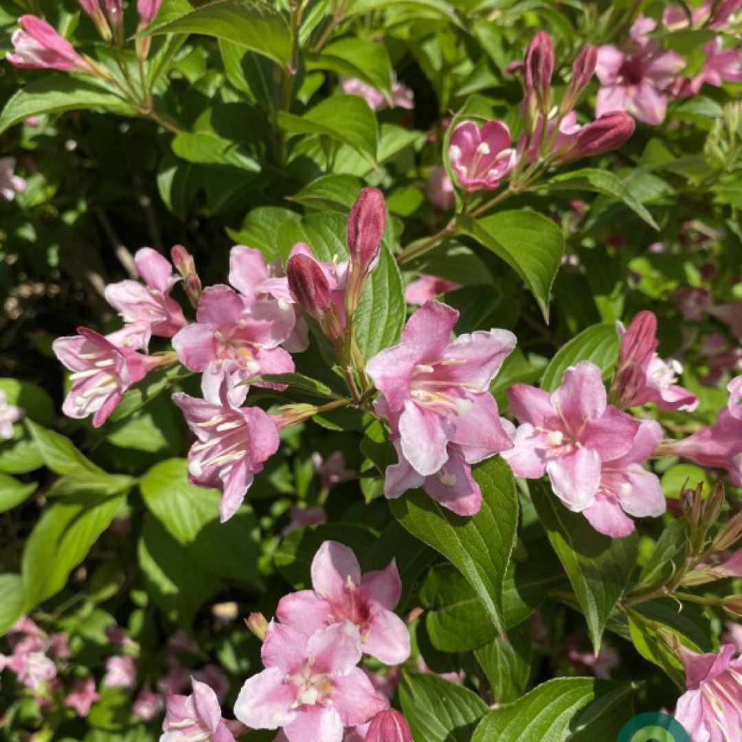 Weigela 'Styriaca'