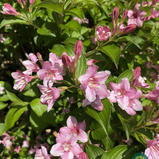 Weigela 'Styriaca'