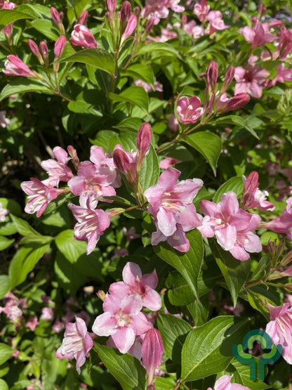 Weigela 'Styriaca'