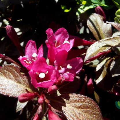 Weigela florida Minor Black
