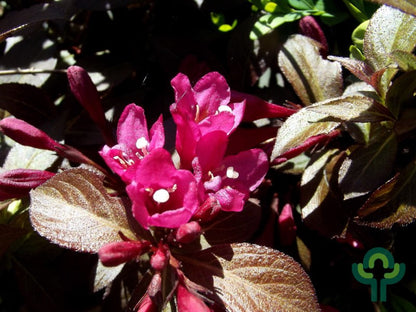 Weigela florida Minor Black