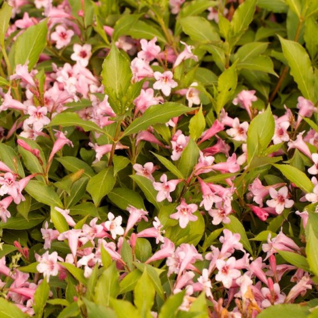 Weigela florida Pink Poppet