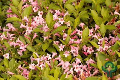 Weigela florida Pink Poppet
