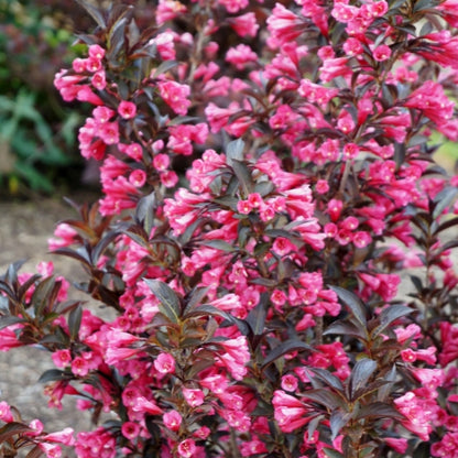Weigela florida 'Alexandra'