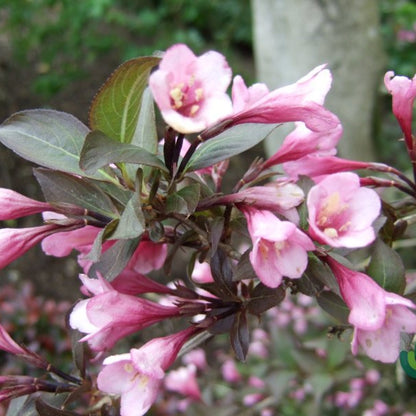 Weigela florida 'Foliis Purpureis'