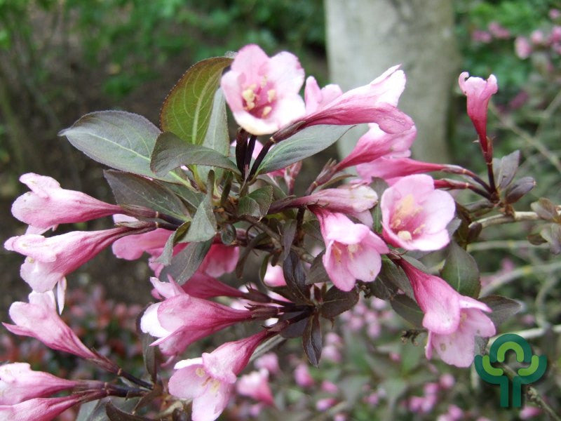 Weigela florida 'Foliis Purpureis'