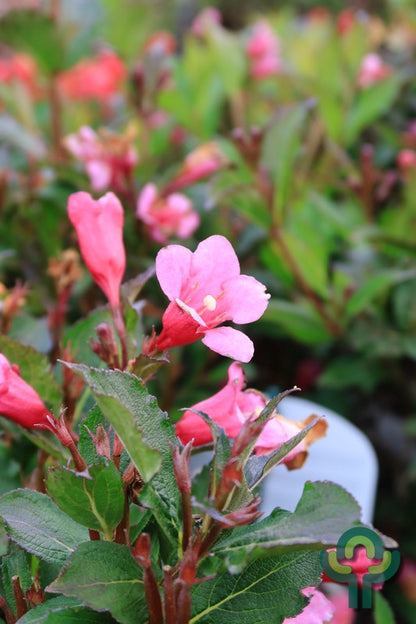 Weigela 'Minuet'