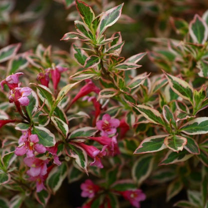 Weigela florida 'Monet'