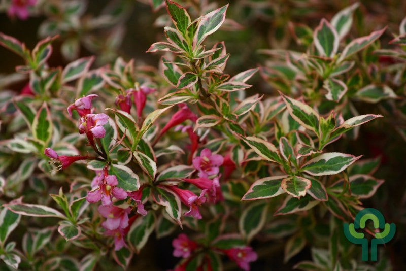 Weigela florida 'Monet'