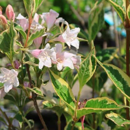 Weigela florida 'Nana Variegata'
