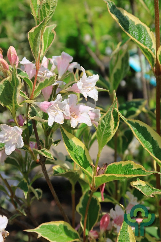 Weigela florida 'Nana Variegata'