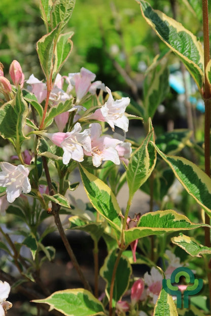Weigela florida 'Nana Variegata'