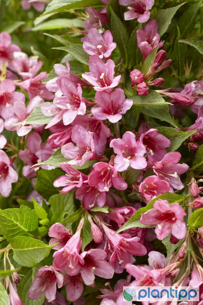 Weigela florida 'Piccobella Rosso'®