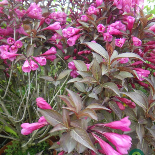 Weigela florida 'Victoria'