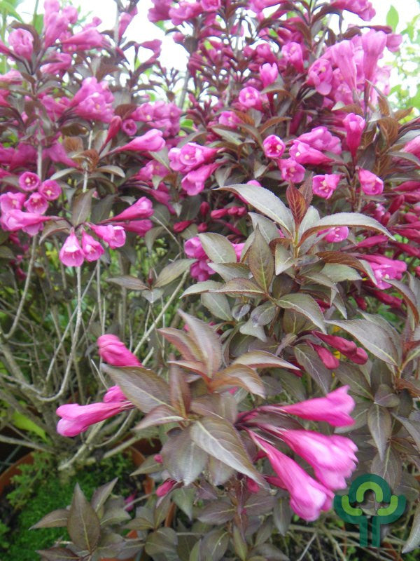 Weigela florida 'Victoria'