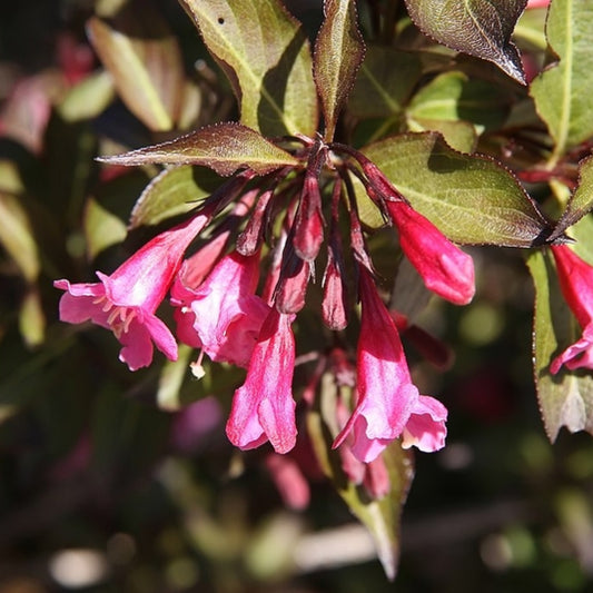 Weigela florida 'Alexandra'