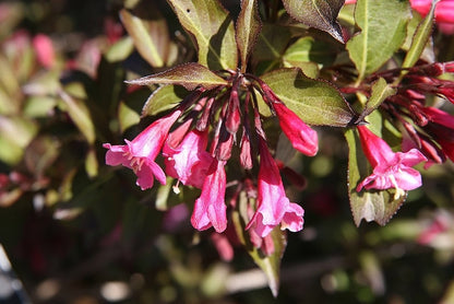 Weigela florida 'Alexandra'