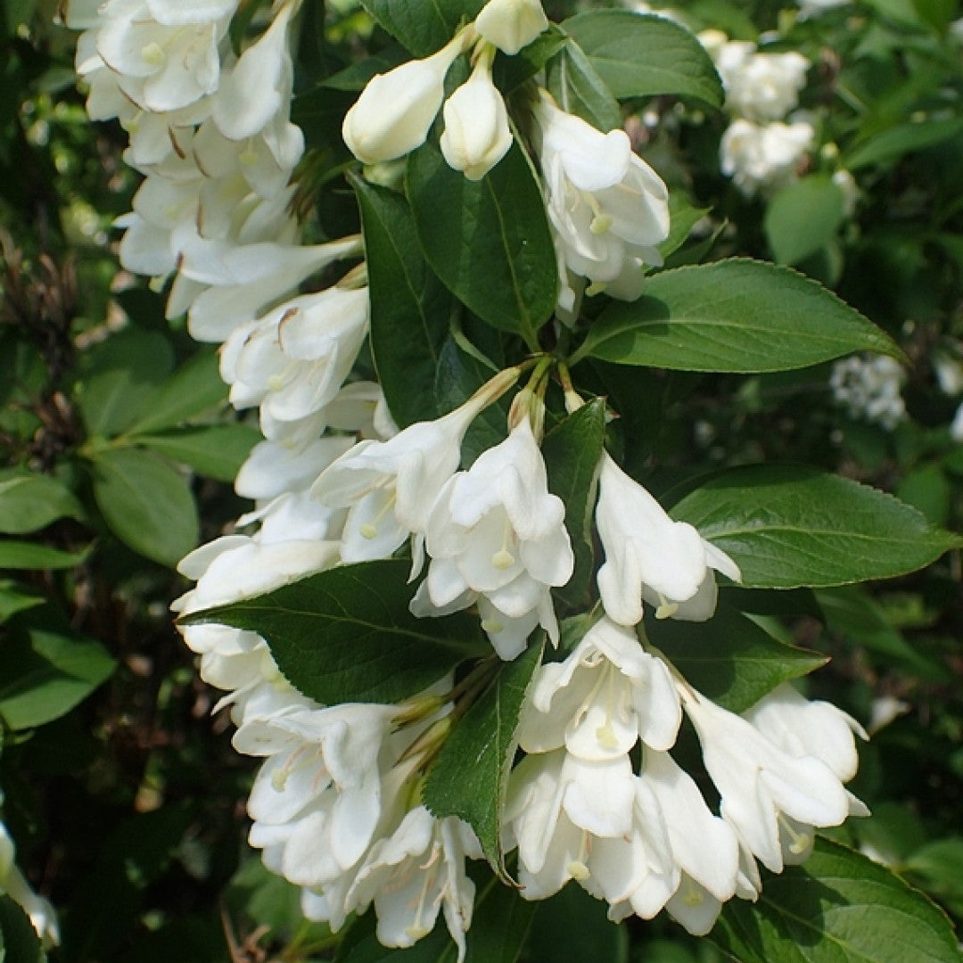 Weigela 'Candida'