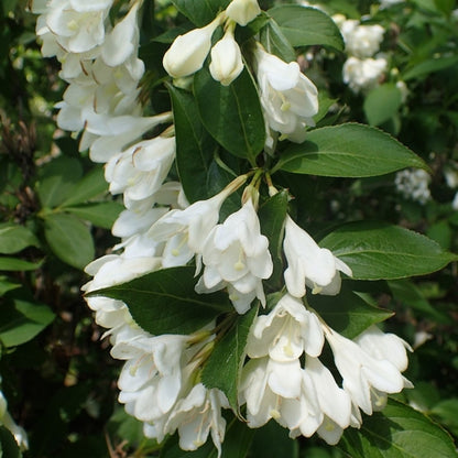 Weigela 'Candida'