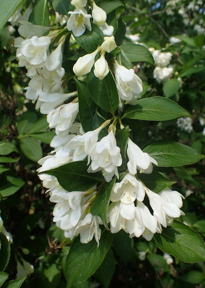 Weigela 'Candida'