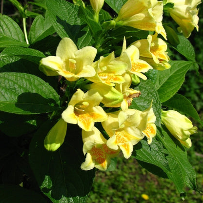 Weigela middendorffiana