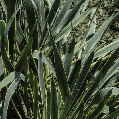 Palmlelie (Yucca filamentosa) 'Bright Edge'
