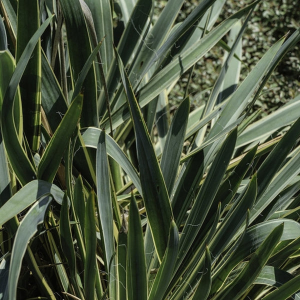Palmlelie (Yucca filamentosa) 'Bright Edge'