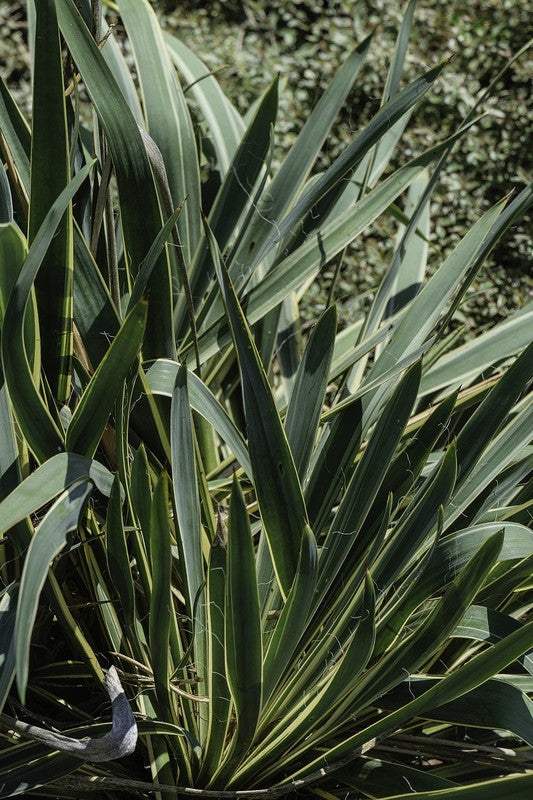 Palmlelie (Yucca filamentosa) 'Bright Edge'