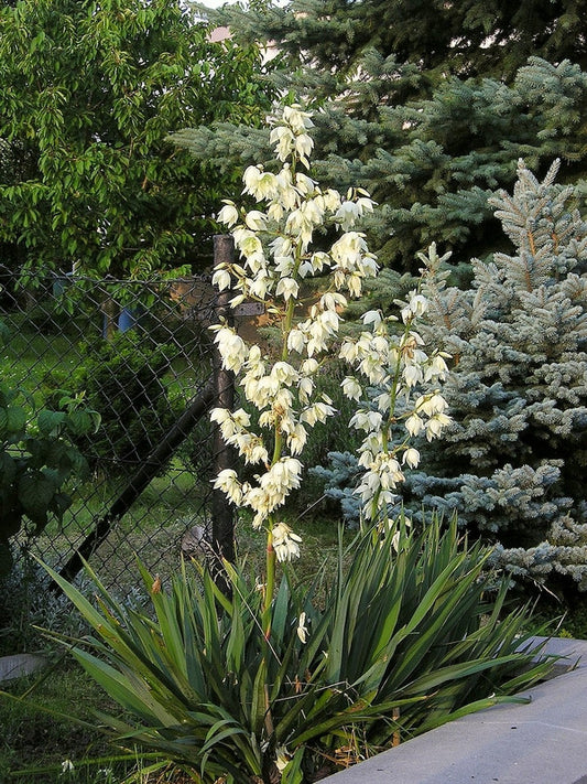 Palmlelie (Yucca filamentosa)