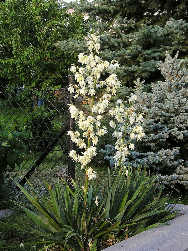 Palmlelie (Yucca filamentosa)