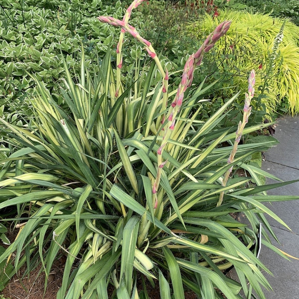 Palmlelie (Yucca flaccida) 'Golden Sword'