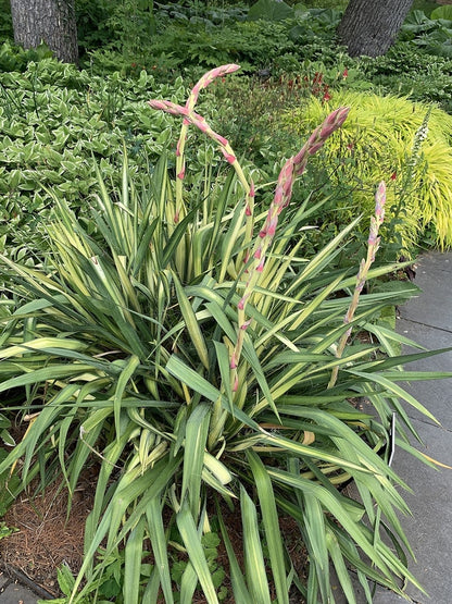 Palmlelie (Yucca flaccida) 'Golden Sword'
