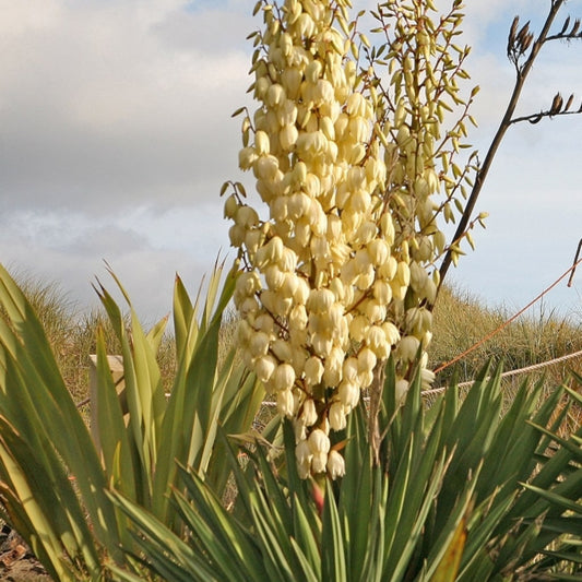 Yucca gloriosa