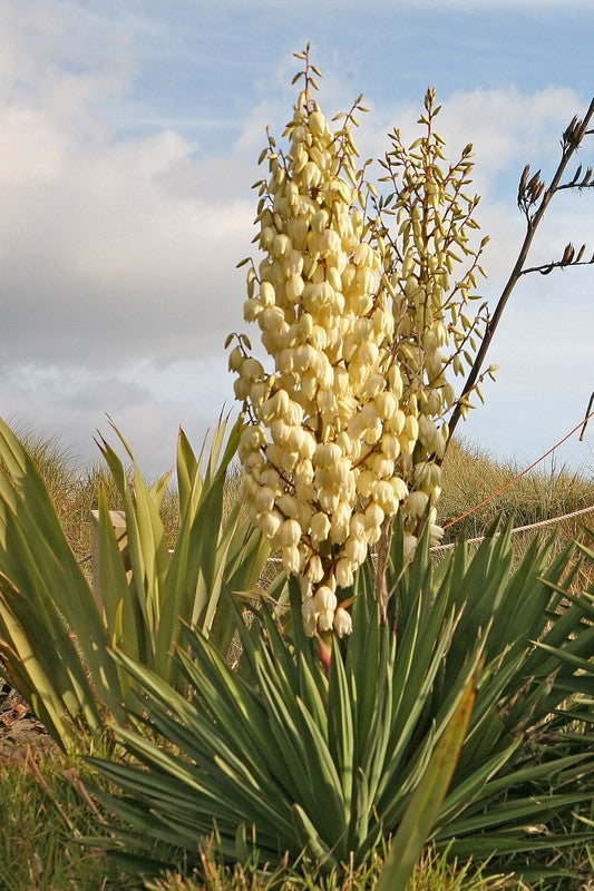 Palmlelie (Yucca gloriosa)